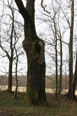 Uhersko, 4.4.2012
PR Bažantnice u Uherska - poslední mohykán.



Klíčová slova: Uhersko PR Bažantnice u Uherska