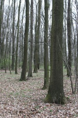 Uhersko, 4.4.2012
PR Bažantnice u Uherska.



Klíčová slova: Uhersko PR Bažantnice u Uherska
