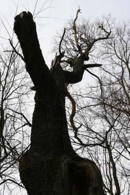 Uhersko, 4.4.2012
PR Bažantnice u Uherska - poslední mohykán.



Klíčová slova: Uhersko PR Bažantnice u Uherska