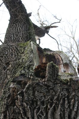 Uhersko, 4.4.2012
PR Bažantnice u Uherska - poslední mohykán.



Klíčová slova: Uhersko PR Bažantnice u Uherska