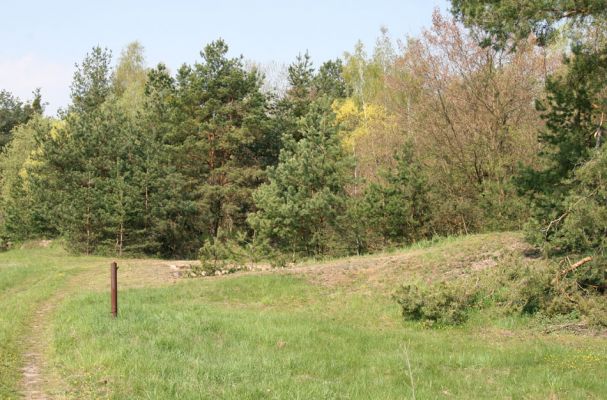 Uhlířská Lhota, 26.4.2010
Pískomilné traviny na okraji zarůstajícího písníku severně od obce.
Mots-clés: Uhlířská Lhota Cardiophorus nigerrimus ruficollis Pheletes aeneoniger Prosternon tessellatum