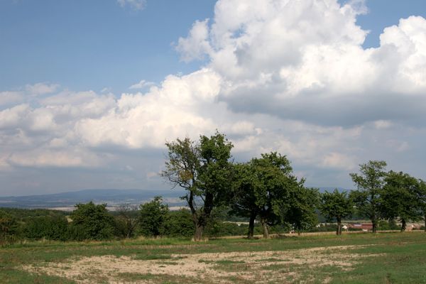 Uhřinovice, 11.9.2008
Stará rozsáhlá třešňovka na svazích jihozápadně od obce u silnice na Ježkovice. Pohled na severovýchod na hřeben Orlických hor. Mohutnější kmeny třešní jsem snad nikde jinde neviděl.
Keywords: Uhřinovice třešňovka Orlické hory Anthaxia candens