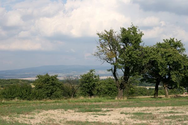 Uhřinovice, 11.9.2008
Stará třešňovka na svazích jihozápadně od obce u silnice na Ježkovice. Pohled na severovýchod na hřeben Orlických hor.
Mots-clés: Uhřinovice třešňovka Orlické hory Anthaxia candens