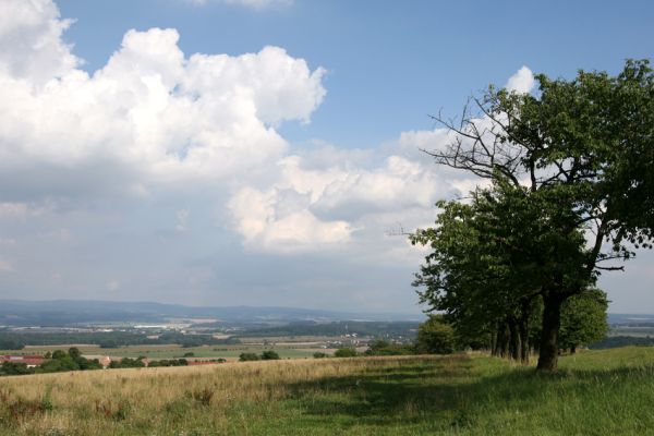 Uhřinovice, 11.9.2008
Stará třešňovka na svazích jihozápadně od obce u silnice na Ježkovice. Pohled na východ na hřeben Orlických hor.
Schlüsselwörter: Uhřinovice třešňovka Orlické hory Anthaxia candens