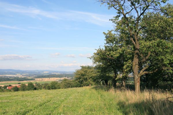 Uhřínovice, 29.7.2009
Stará třešňová alej mezi Uhřinovicemi a Ježkovicemi.
Keywords: Uhřinovice Ježkovice Anthaxia candens