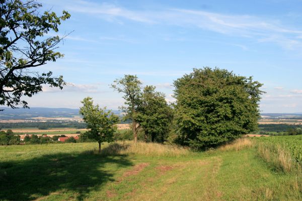 Uhřínovice, 29.7.2009
Stará třešňová alej mezi Uhřinovicemi a Ježkovicemi.
Keywords: Uhřinovice Ježkovice Anthaxia candens