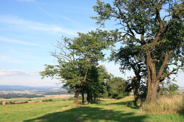 Uhřínovice, 29.7.2009
Stará třešňová alej mezi Uhřinovicemi a Ježkovicemi.
Klíčová slova: Uhřinovice Ježkovice Anthaxia candens