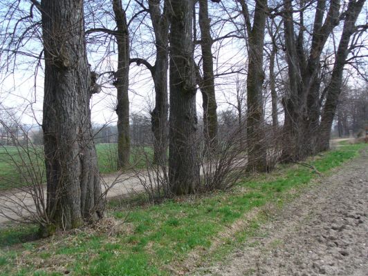 Újezd u Chocně, 4.4.2009
Lipová alej u železniční stanice.
Keywords: Újezd u Chocně Lamprodila rutilans krasec lipový