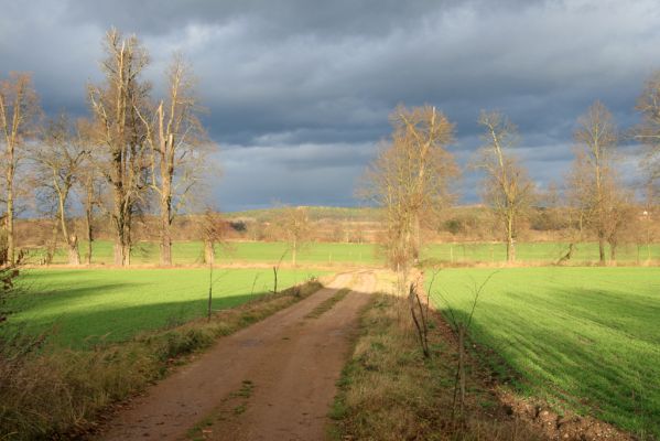 Újezd u Chocně, 1.12.2015
Postolov. Lipová alej.



Klíčová slova: Újezd u Chocně Postolov Lamprodila rutilans krasec lipový páchník Osmoderma Procraerus tibialis