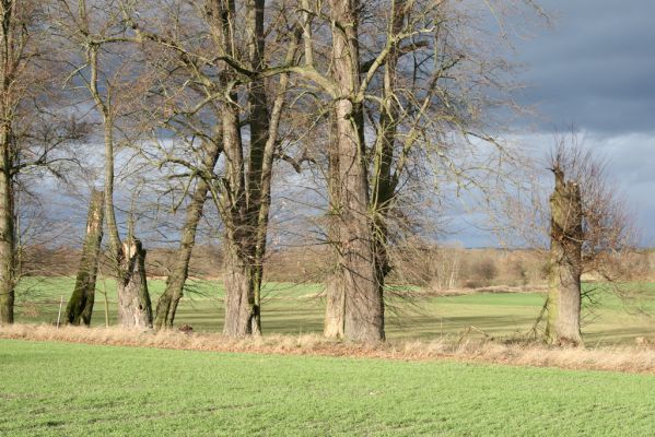 Újezd u Chocně, 1.12.2015
Postolov. Lipová alej.



Klíčová slova: Újezd u Chocně Postolov Lamprodila rutilans krasec lipový páchník Osmoderma Procraerus tibialis