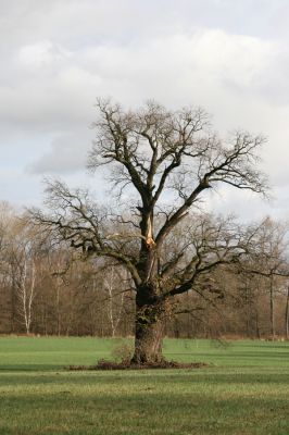 Újezd u Chocně, 1.12.2015
Postolov. Solitérní dub u lipové aleje.



Mots-clés: Újezd u Chocně Postolov