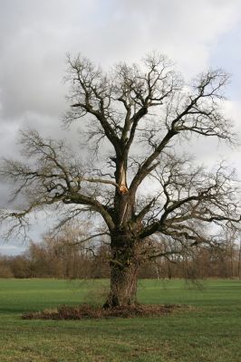 Újezd u Chocně, 1.12.2015
Postolov. Solitérní dub u lipové aleje.



Klíčová slova: Újezd u Chocně Postolov