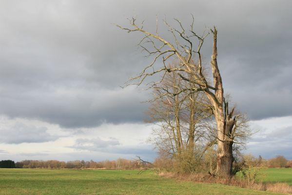 Újezd u Chocně, 1.12.2015
Postolov. Solitérní dub u lipové aleje.

Klíčová slova: Újezd u Chocně Postolov