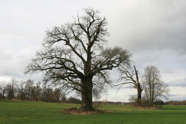 Újezd u Chocně, 1.12.2015
Postolov. Solitérní duby u lipové aleje.
Klíčová slova: Újezd u Chocně Postolov