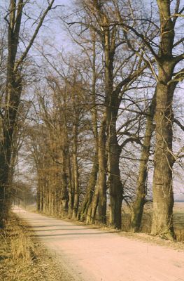 Újezd u Chocně, XI.1989
Lipová alej u železniční stanice.
Keywords: Újezd u Chocně Lamprodila rutilans krasec lipový