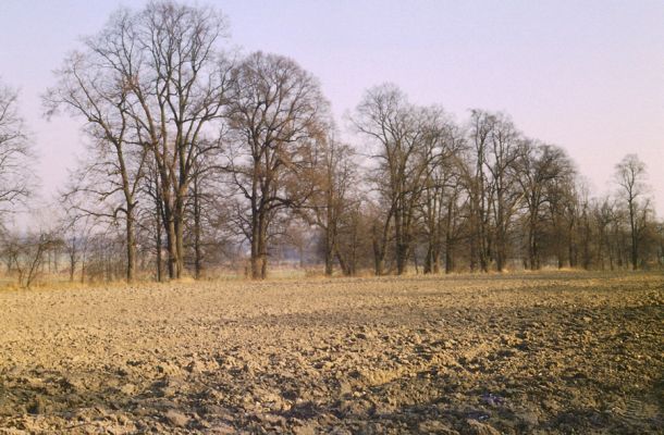 Újezd u Chocně, XI.1989
Pohled na lipovou alej od železniční stanice.
Klíčová slova: Újezd u Chocně Lamprodila rutilans krasec lipový