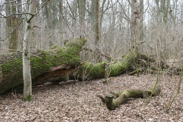 Úlibice, 25.3.2018
Úlibická bažantnice.
Klíčová slova: Úlibice Úlibická bažantnice