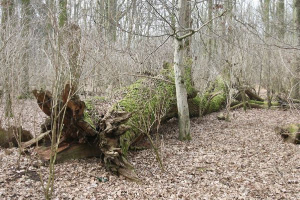 Úlibice, 25.3.2018
Úlibická bažantnice.
Klíčová slova: Úlibice Úlibická bažantnice