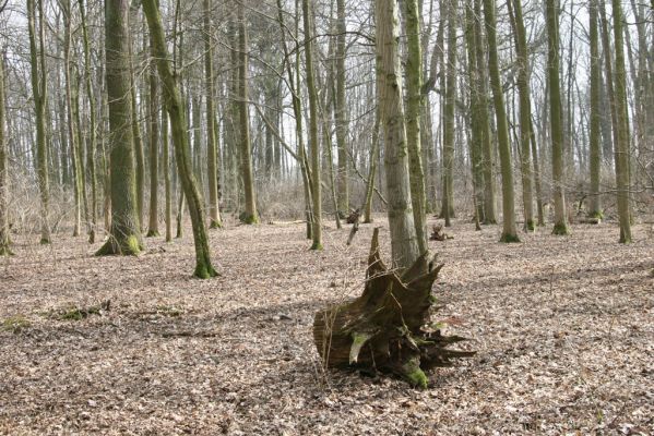 Úlibice, 25.3.2018
Úlibická bažantnice.
Klíčová slova: Úlibice Úlibická bažantnice