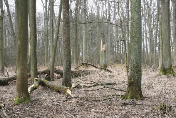 Úlibice, 25.3.2018
Úlibická bažantnice.
Klíčová slova: Úlibice Úlibická bažantnice