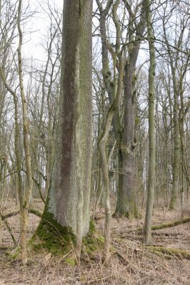 Úlibice, 25.3.2018
Úlibická bažantnice.
Mots-clés: Úlibice Úlibická bažantnice