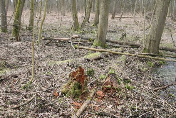 Úlibice, 25.3.2018
Úlibická bažantnice.
Klíčová slova: Úlibice Úlibická bažantnice Ampedus pomorum