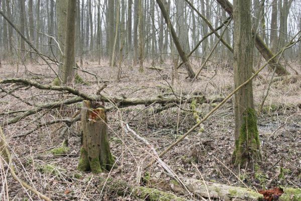 Úlibice, 25.3.2018
Úlibická bažantnice.
Klíčová slova: Úlibice Úlibická bažantnice Ampedus pomorum