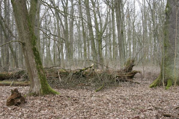 Úlibice, 25.3.2018
Úlibická bažantnice.
Klíčová slova: Úlibice Úlibická bažantnice