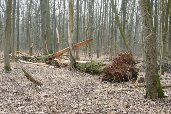 Úlibice, 25.3.2018
Úlibická bažantnice.
Klíčová slova: Úlibice Úlibická bažantnice