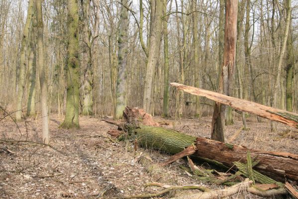 Úlibice, 25.3.2018
Úlibická bažantnice.
Klíčová slova: Úlibice Úlibická bažantnice