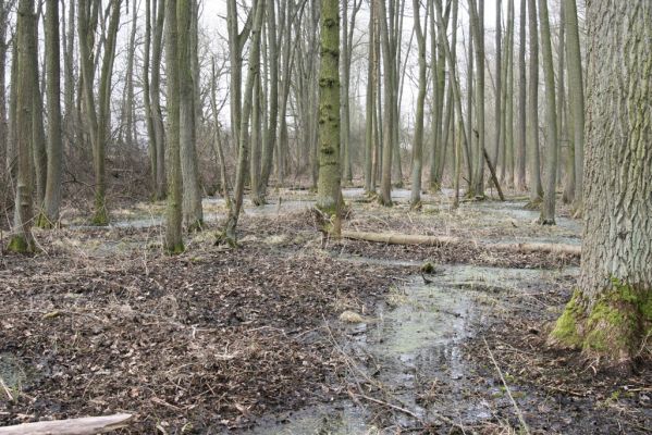 Úlibice, 25.3.2018
Úlibická bažantnice.
Schlüsselwörter: Úlibice Úlibická bažantnice