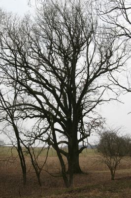 Úlibice, 25.3.2018
Úlibická bažantnice. Solitér u bývalé hráze.
Klíčová slova: Úlibice Úlibická bažantnice