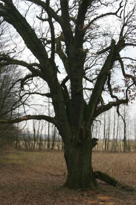 Úlibice, 25.3.2018
Úlibická bažantnice. Solitér u bývalé hráze.
Mots-clés: Úlibice Úlibická bažantnice