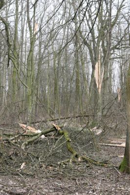 Úlibice, 25.3.2018
Úlibická bažantnice
Klíčová slova: Úlibice Úlibická bažantnice