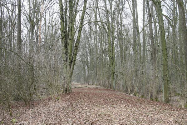 Úlibice, 25.3.2018
Úlibická bažantnice.
Schlüsselwörter: Úlibice Úlibická bažantnice