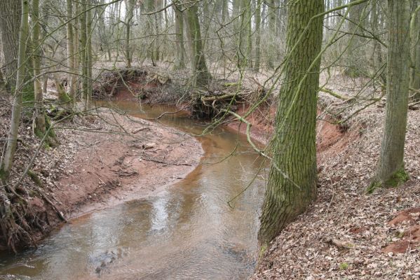 Úlibice, 25.3.2018
Úlibická bažantnice - Úlibický potok.
Klíčová slova: Úlibice Úlibická bažantnice