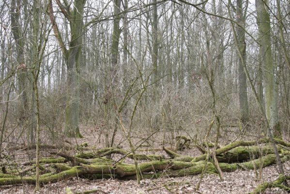 Úlibice, 25.3.2018
Úlibická bažantnice
Klíčová slova: Úlibice Úlibická bažantnice