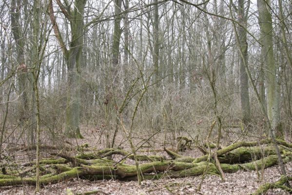 Úlibice, 25.3.2018
Úlibická bažantnice
Schlüsselwörter: Úlibice Úlibická bažantnice