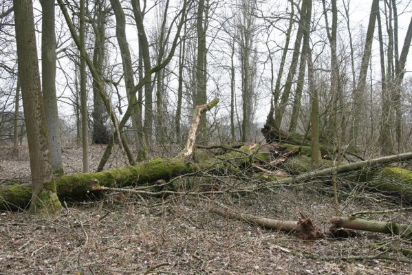 Úlibice, 25.3.2018
Úlibická bažantnice
Klíčová slova: Úlibice Úlibická bažantnice