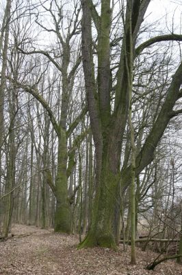Úlibice, 25.3.2018
Úlibická bažantnice
Keywords: Úlibice Úlibická bažantnice