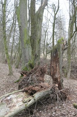 Úlibice, 25.3.2018
Úlibická bažantnice
Klíčová slova: Úlibice Úlibická bažantnice