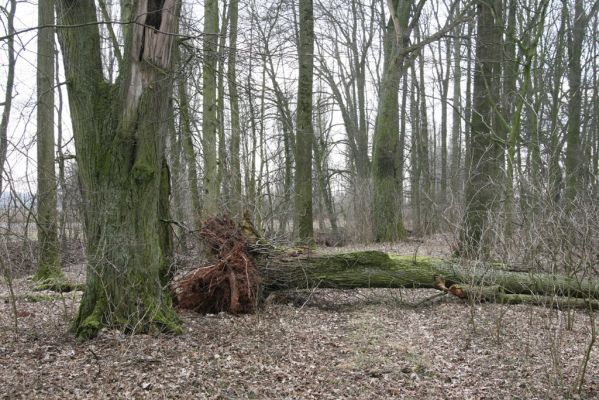 Úlibice, 25.3.2018
Úlibická bažantnice
Klíčová slova: Úlibice Úlibická bažantnice