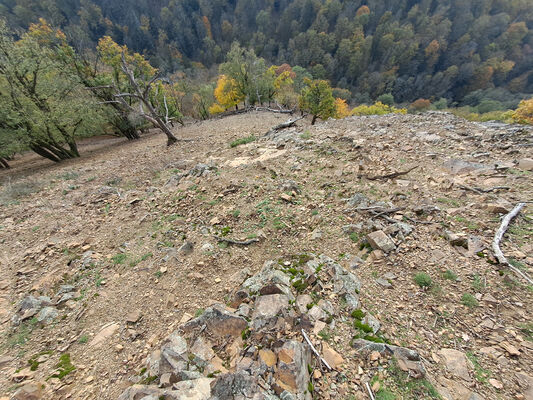 Karlova Ves, 21.10.2024
Vápenný vrch, jižní svah
Schlüsselwörter: Karlova Ves Vápenný vrch