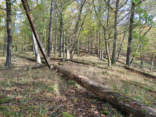 Karlova Ves, 21.10.2024
Údolí Úpořského potoka - vrch Průhonek.
Klíčová slova: Karlova Ves vrch Průhonek