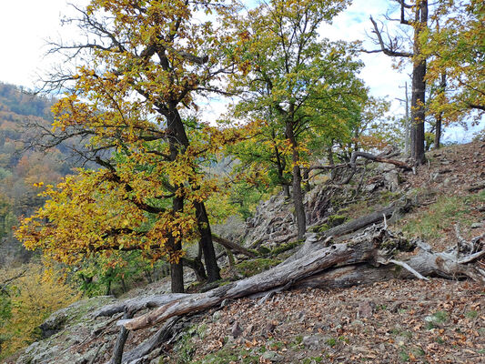 Karlova Ves, 21.10.2024
Údolí Úpořského potoka - vrch Průhonek.
Keywords: Karlova Ves vrch Průhonek