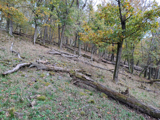 Karlova Ves, 21.10.2024
Údolí Úpořského potoka - vrch Průhonek.
Keywords: Karlova Ves vrch Průhonek