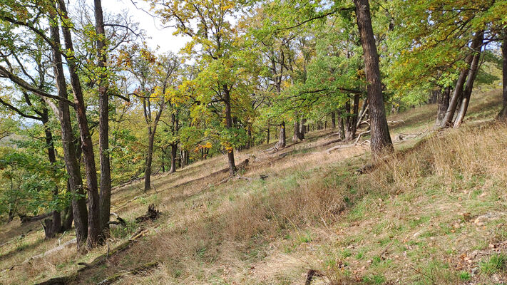 Karlova Ves, 21.10.2024
Údolí Úpořského potoka - vrch Průhonek.
Keywords: Karlova Ves vrch Průhonek