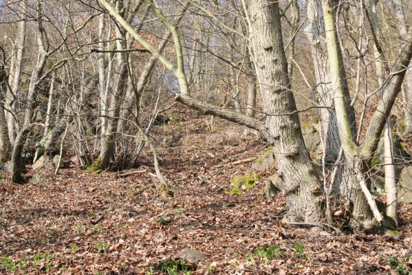 Ústí nad Labem, 27.3.2016
Labské vrchy. Suťový les nad naučnou stezkou Větruše-Vrkoč.



Klíčová slova: Ústí nad Labem Labské vrchy