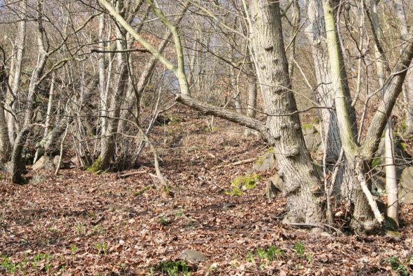 Ústí nad Labem, 27.3.2016
Labské vrchy. Suťový les nad naučnou stezkou Větruše-Vrkoč.



Klíčová slova: Ústí nad Labem Labské vrchy