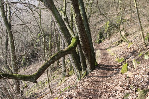 Ústí nad Labem, 27.3.2016
Labské vrchy. Naučná stezka Větruše-Vrkoč.



Klíčová slova: Ústí nad Labem Labské vrchy